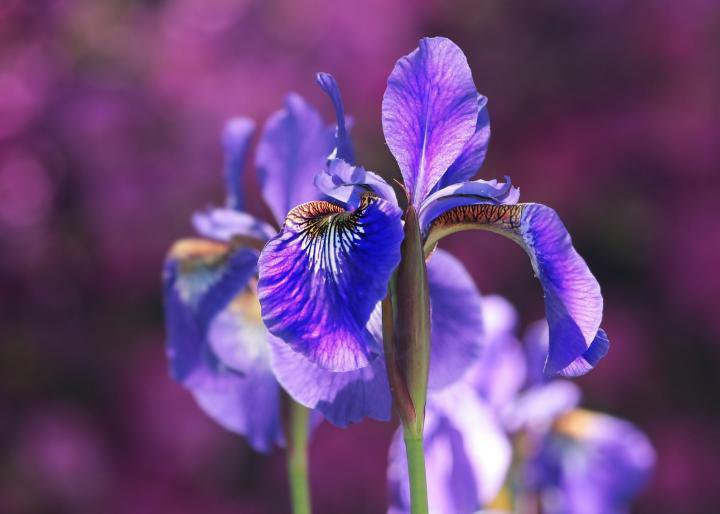iris-flowers.jpg