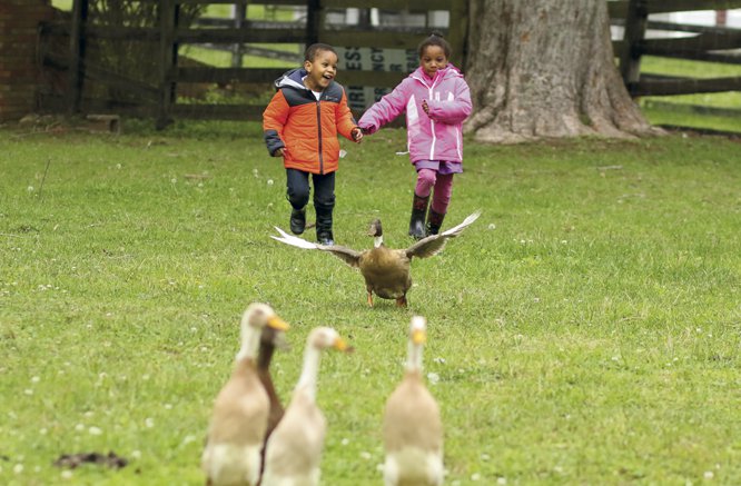 Children chase ducks at SlakMarket Farm during the Black Soil Farm Tour and Farm to Table Dinner in Lexington.jpg