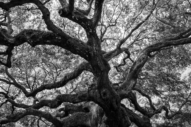 Angel Oak, Charleston, SC.jpg