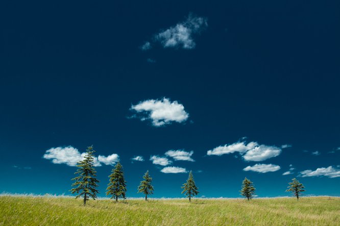 Iowa Lonesome Pines (solarized).jpg