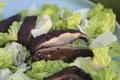 Grilled Mushroom Salad_TheresaStanley.jpg