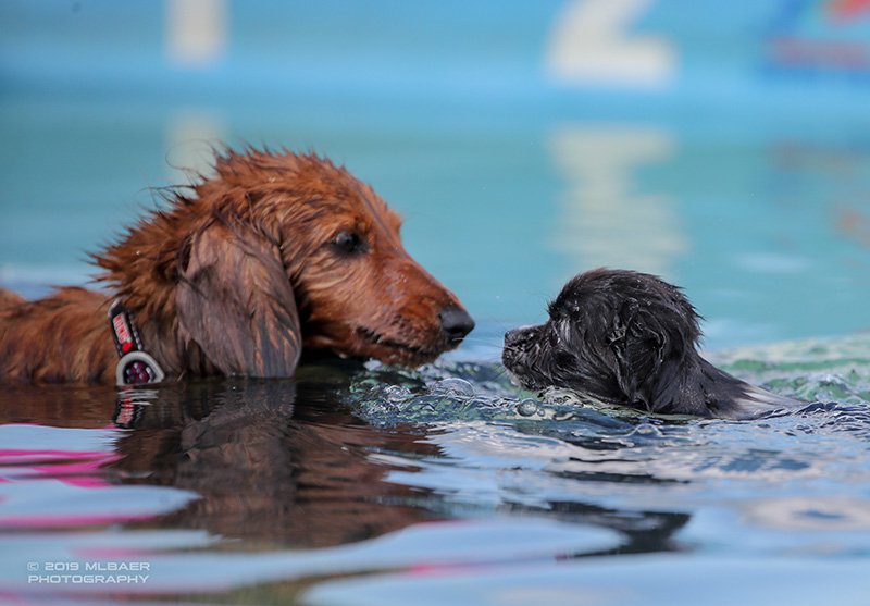 Yappy dogs_photo by Mark Baer of MLBaer Photography.jpg