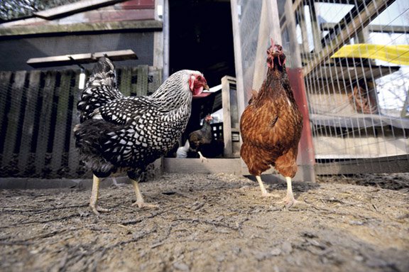 Floyds Farm and Home_chickens.jpg