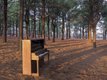 Abandoned piano in trees a copy.jpg