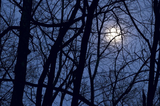 trees in moonlight McConne copy.jpg